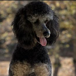 Tobey - Poodle