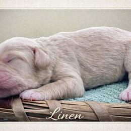 Linen - Cream female Goldendoodle puppy in Hendersonville, North Carolina from Kim's Cove Dog Co.