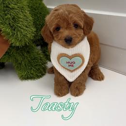 Toasty - Red  male Goldendoodle puppy in Buford, Georgia from Petite Posh Puppies