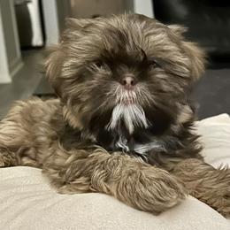 Shih Tzu Puppies from Southwest Shih Tzu