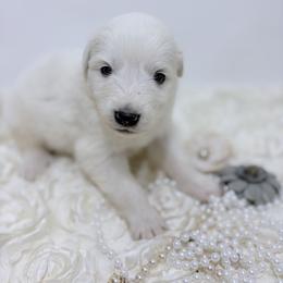 Pearl - White female Great Pyrenees puppy in San Marcos, California from Faith Family Freedom Farm