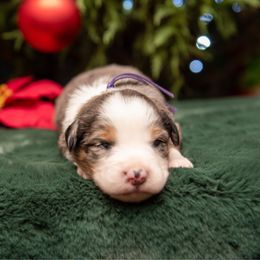 Camellia - Purple Collar - Blue merle female Australian Shepherd puppy in Lacombe, Louisiana from Indigo River Toy & Mini Aussies