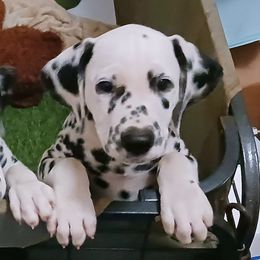 Lightning or  Lime Green collar - White and black male Dalmatian puppy in Decatur, Alabama from Hollytree Dalmatians