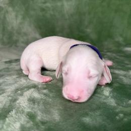 Purple collar - Cream male Dachshund puppy in Poteau, Oklahoma from Sisters Dazzling Dachshunds