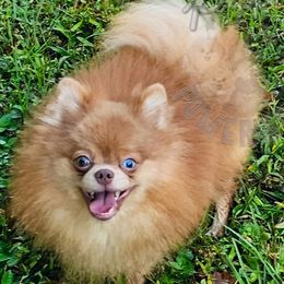 Ocean - Pomeranian