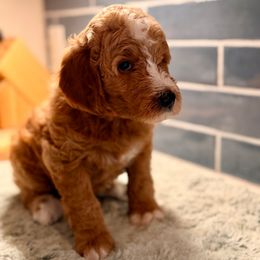 Marinara - Red  female Goldendoodle puppy in Silverdale, Washington from King Family Doodles
