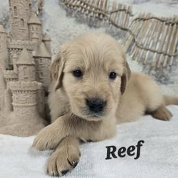 Reef - Light golden male Golden Retriever puppy in Marietta, Oklahoma from Dogs of Diamond B