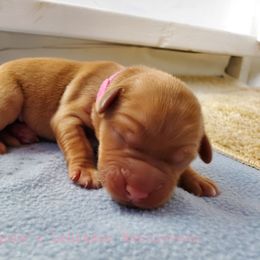 Labrador Retriever Puppies from Kilgore’s Labrador Retrievers