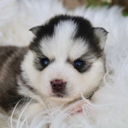 Pomeranian and Pomsky Puppies from Husky Hill Kennel