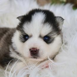 Pomeranian and Pomsky Puppies from Husky Hill Kennel