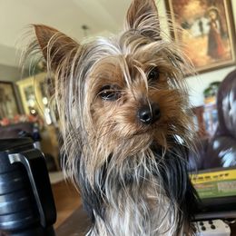 Milo - Yorkshire Terrier