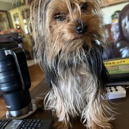 Milo - Yorkshire Terrier