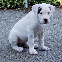 Dogo Argentino Puppies from K&B Southern Oregon Argentino Dogos