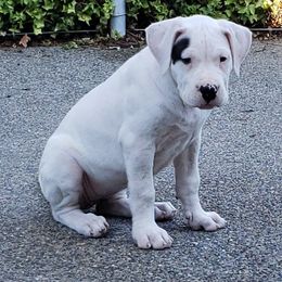 Dogo Argentino Puppies from K&B Southern Oregon Argentino Dogos