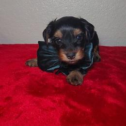 PUMPKIN - Black and tan male Yorkipoo puppy in Palmdale, California from J Designer Puppies