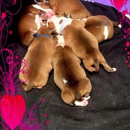 Staffordshire Bull Terrier Puppies from Lone Star Staffs