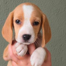 Butterfinger - Lemon and white male Beagle puppy in Lake City, Florida from Sunkissed Beagles