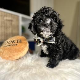 Cavapoo, Cockapoo, and Poodle Puppies from Benji’s Cockapoos