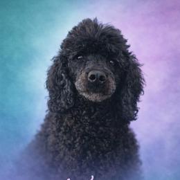 Tazzy - Poodle