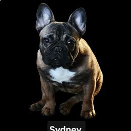Sydney - French Bulldog