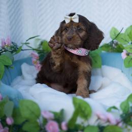 Plum - Chocolate female Cavapoo puppy in Bellingham, Washington from My Sweet Poodles and Doodles