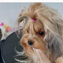 Stella - Blue and gold female Yorkshire Terrier puppy in Seattle, Washington from 🎀 Yorkies Boutique Babydolls 🎀