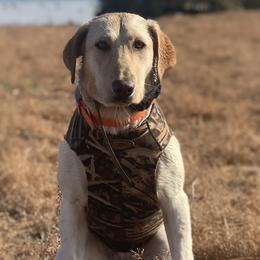Labrador Retrievers and Poodles from Kounty Line Kennel LLC