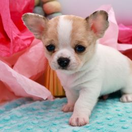 Rembrandt - Merle male Chihuahua puppy in Raleigh, North Carolina from Fiddlefigg Chihuahuas
