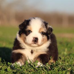 Australian Shepherd and Miniature Australian Shepherd Puppies from Sassy Lil Aussies