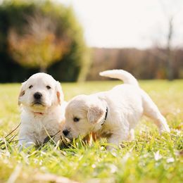 Goldendoodle Puppies from Doodlebloom Farm