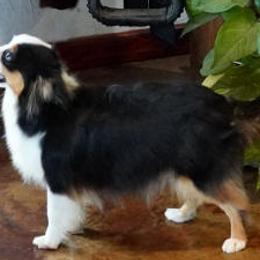 Betty - Miniature Australian Shepherd