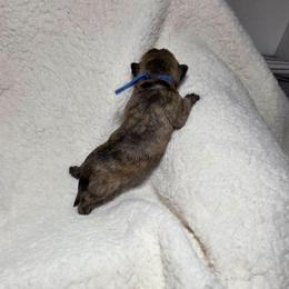 Mr Blue - Red brindle male Cairn Terrier puppy in Savannah, Missouri from WoodSchott Cairn Terriers