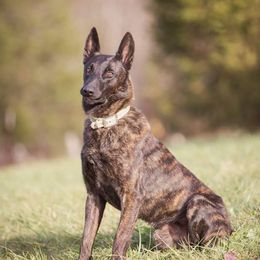Jax - Dutch Shepherd