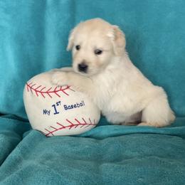 Peanut - Light golden male Golden Retriever puppy in Ennis, Texas from Amberidge Golden Retrievers