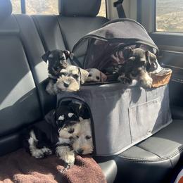 Miniature Schnauzer Puppies from Snowflake Schnauzers