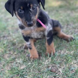Beauceron and Doberman Pinscher Puppies from Elitehaus