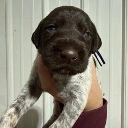 Granny Smith - Liver and white female German Wirehaired Pointer puppy in Mora, Minnesota from Reinberg Kennel