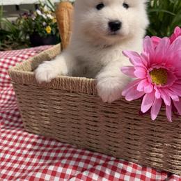 Boy 2 Black collar - White male Samoyed puppy in Glasgow, Kentucky from Bluegrass Samoyeds