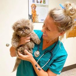 Aussiedoodle, Bernedoodle, Poodle, Shihpoo, and Shih Tzu Puppies from Route 66 Poodles & Doodles, Sapphire Shih-tzu's of Ohio