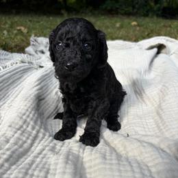 Sardine - Black female Poodle puppy in Troy, New Hampshire from SP Standard Poodles