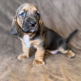 Lacy - Black and brown female Basset Hound puppy in Yarnell, Arizona from Boulder Oak Bassets