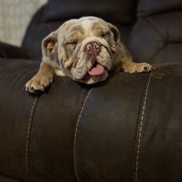 Bulldog All Grown Up from M-151 Bulldogs