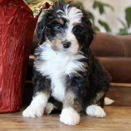 "Rubble" Bernedoodle and Bernese Mountain Dog Puppies from Wild Mountainside Bernedoodles