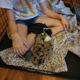 Miniature Australian Shepherd Puppies from Carter's Cuties