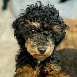Poodle Puppies from Wanda Burton