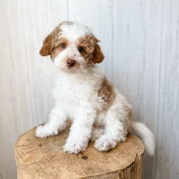 Rubble - Apricot male Aussiedoodle puppy in Arlington, Washington from Doodle Love Laugh