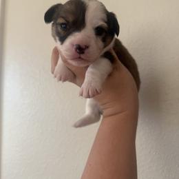 Rumi- AKC fluffy female - White and red female Pembroke Welsh Corgi puppy in Red Bluff, California from Wilder Ranch Corgis