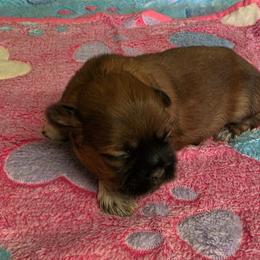 Female liver - Liver female Shih Tzu puppy in Missouri from Farm Animal Mommy Shih tzu's Michalek Dog Breeder