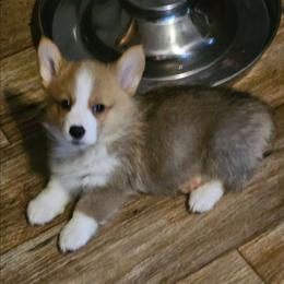 Biscuit - Red male Pembroke Welsh Corgi puppy in Walnut, Iowa from Michelle's House of Corgi's