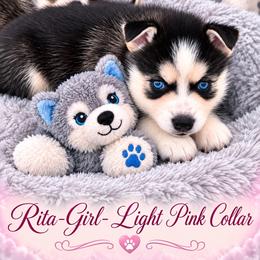 Rita- Light Pink Collar - Black and white female Pomsky puppy in Mannington Township, New Jersey from Little Husky Hutt